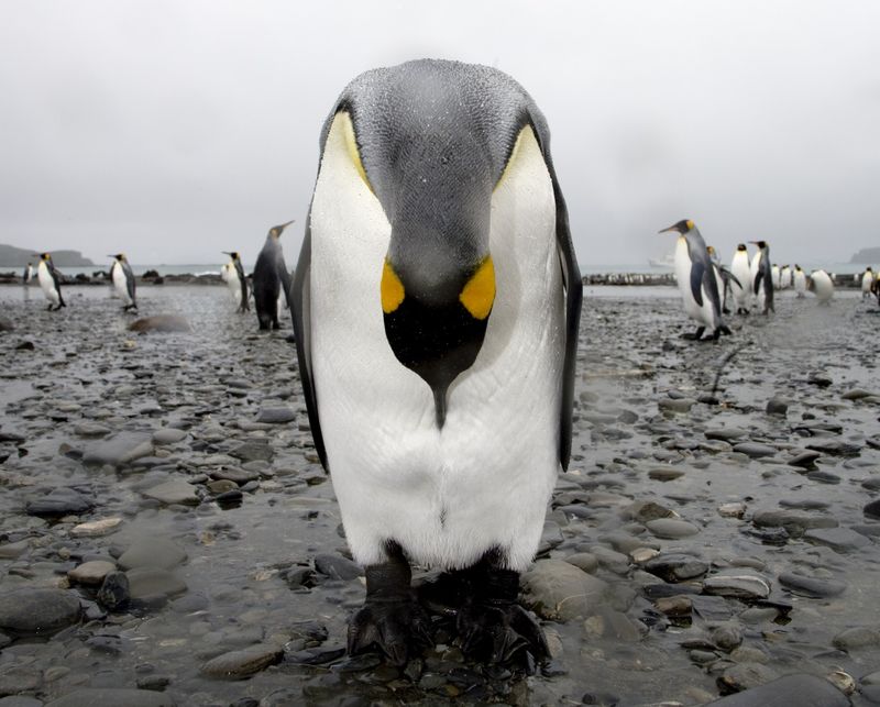 photo of penguin navel-gazing